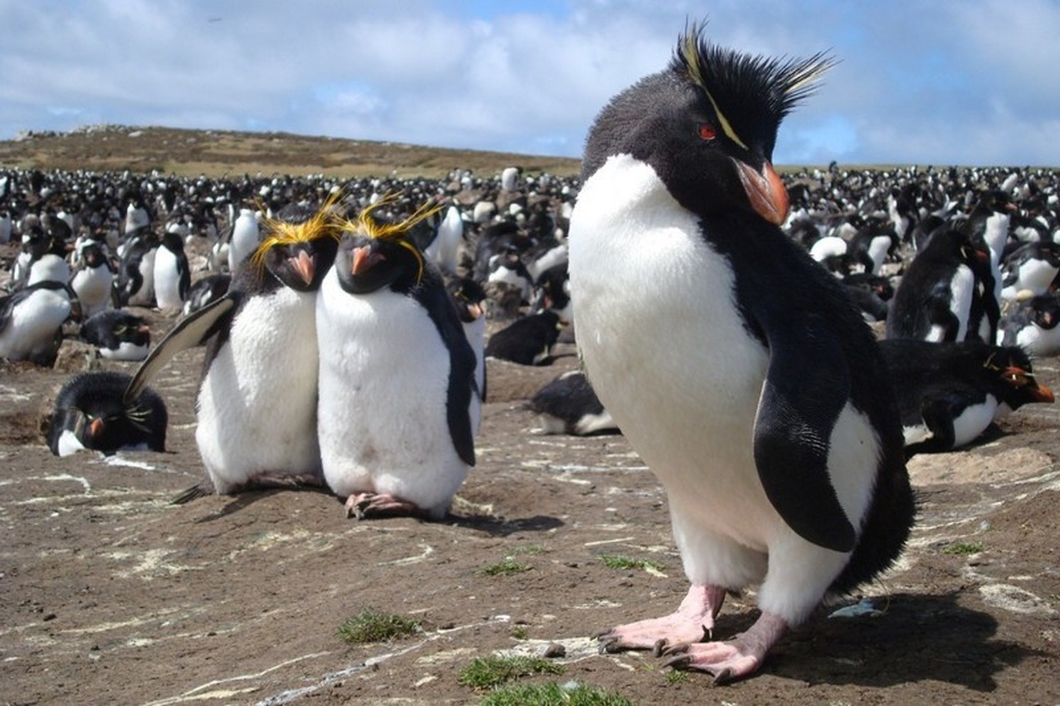 pebble island falkland inseln pingiune jö tier flugzeug http://pebblelodge.com/index.php/gallery