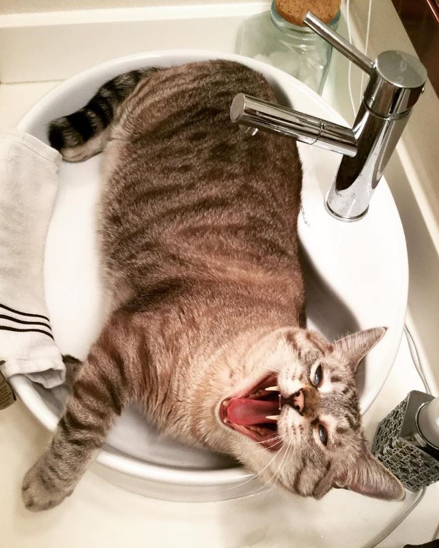 10 komische Dinge, die deine Katze sehr verärgern können