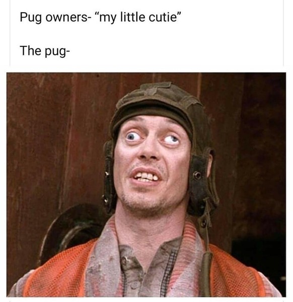 The best memes of the week in the picdump