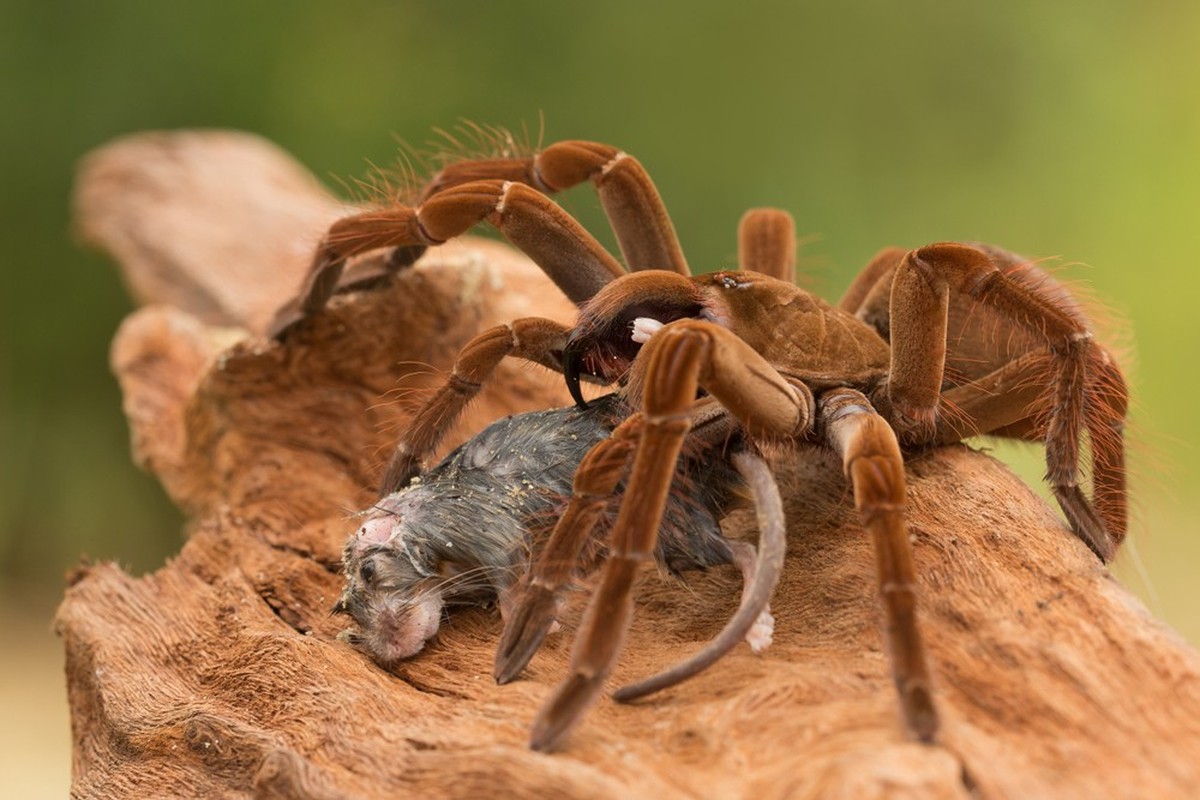 Risenvogelspinne, Goliath-Vogelspinne (Theraphosa blondi)