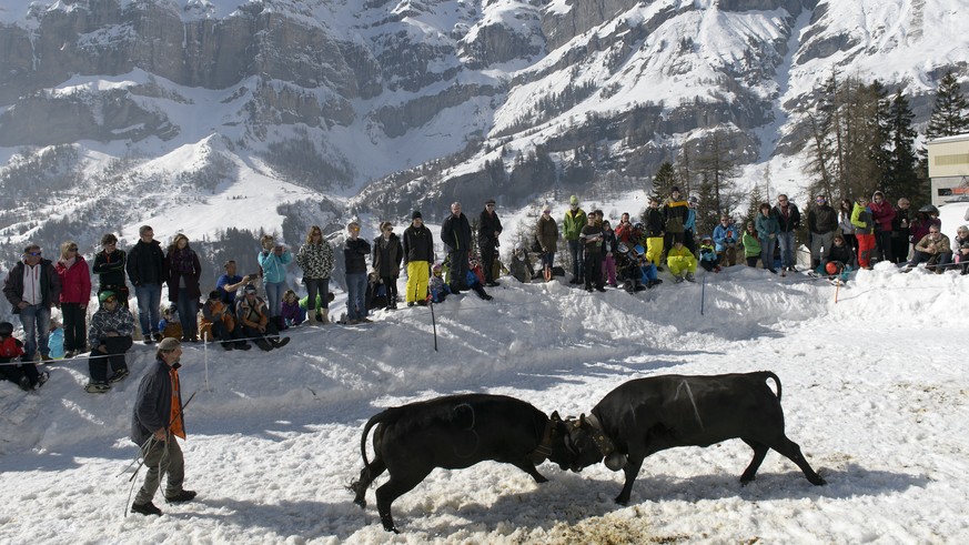 Two Herens breed cows, &quot;Courage&quot;, left, and &quot;Reinette&quot;, right, fight in the Snow Arena Flaschen at Leukerbad, Western Switzerland, Saturday, March 12, 2016. Unlike the traditional  ...