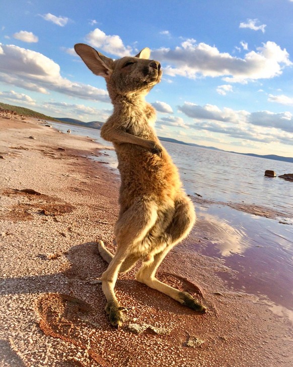 Känguru
https://imgur.com/gallery/2IBtX