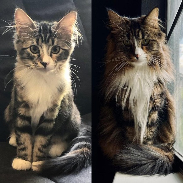 cat katze tier animal cute news

https://www.reddit.com/r/aww/comments/qllxzu/corsa_2_years_apart_same_pose_in_the_same_window/
