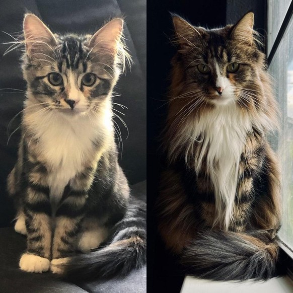 cat katze tier animal cute news

https://www.reddit.com/r/aww/comments/qllxzu/corsa_2_years_apart_same_pose_in_the_same_window/