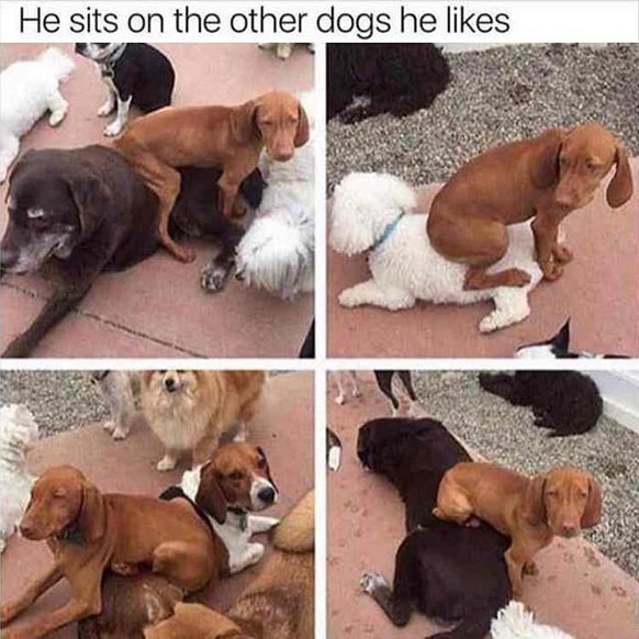 Lustige Tiere für Cute News.
Sind sie wirklich lustig?
Ja!
Okay.
Ich kann hier schreiben, was ich will.
Molekülarebene.
Heiratsüberwachungskomission.