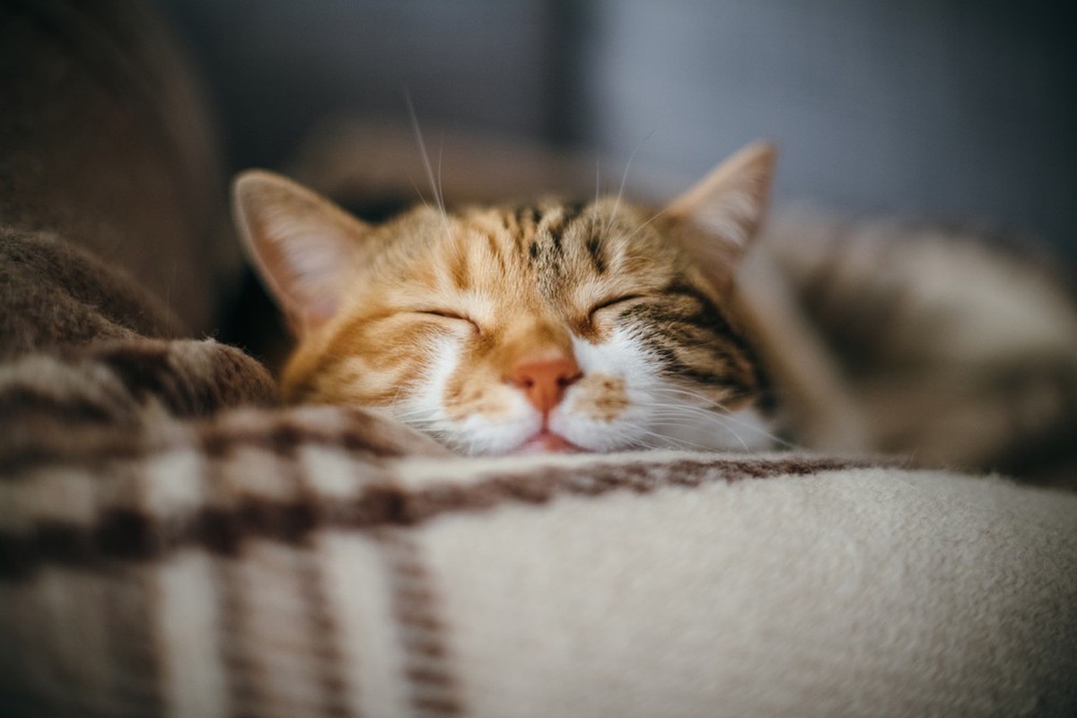 Katze
