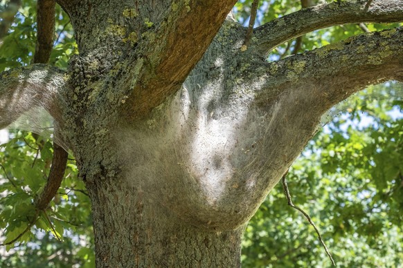 Großes Gespinstnest des Eichenprozessionsspinners an Eichenstamm Large web nest of the oak processionary moth on an oak trunk Copyright: imageBROKER/MichaelxClaushallman ibxmcl14149207.jpg Bitte beach ...