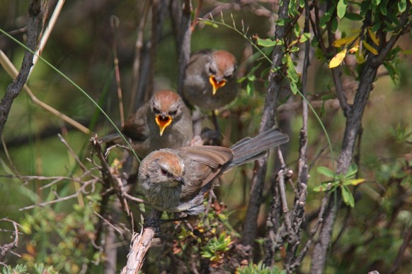 Weißbrauen-Meisensänger Leptopoecile sophiae, erwachsenes Weibchen, mit neu flügge gewordenen Jungtieren, Huzhu Bei Shan, Provinz Qinghai, Tibetische Hochebene, China, Asien *** White-browed Tit Warbl ...