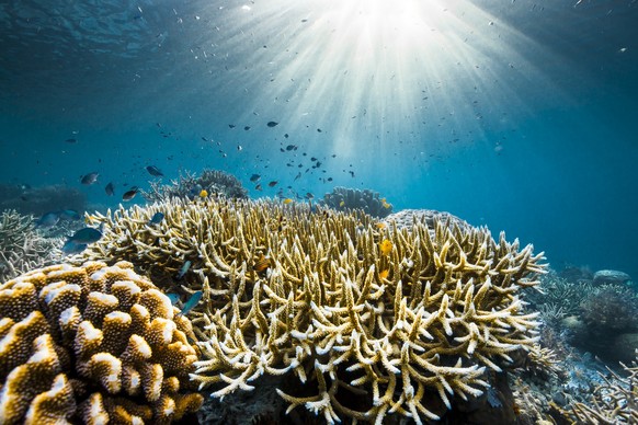 The coral reefs of Raja Ampat, Indonesia. (Credit: Olly Scholey)