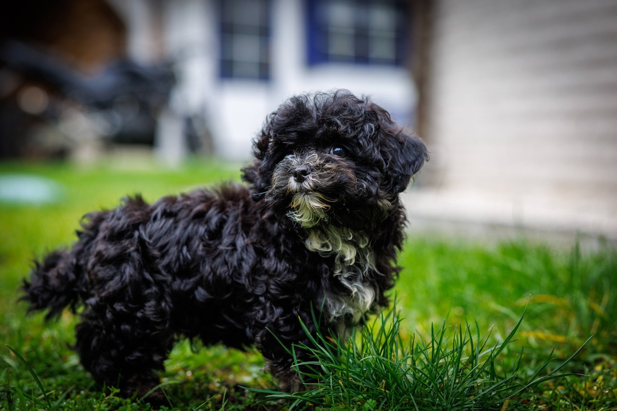 ein kleiner schwarzer Zwerg-Bolonka Welpe *** a Kleiner Schwarzer Dwarf Bolonka Puppy