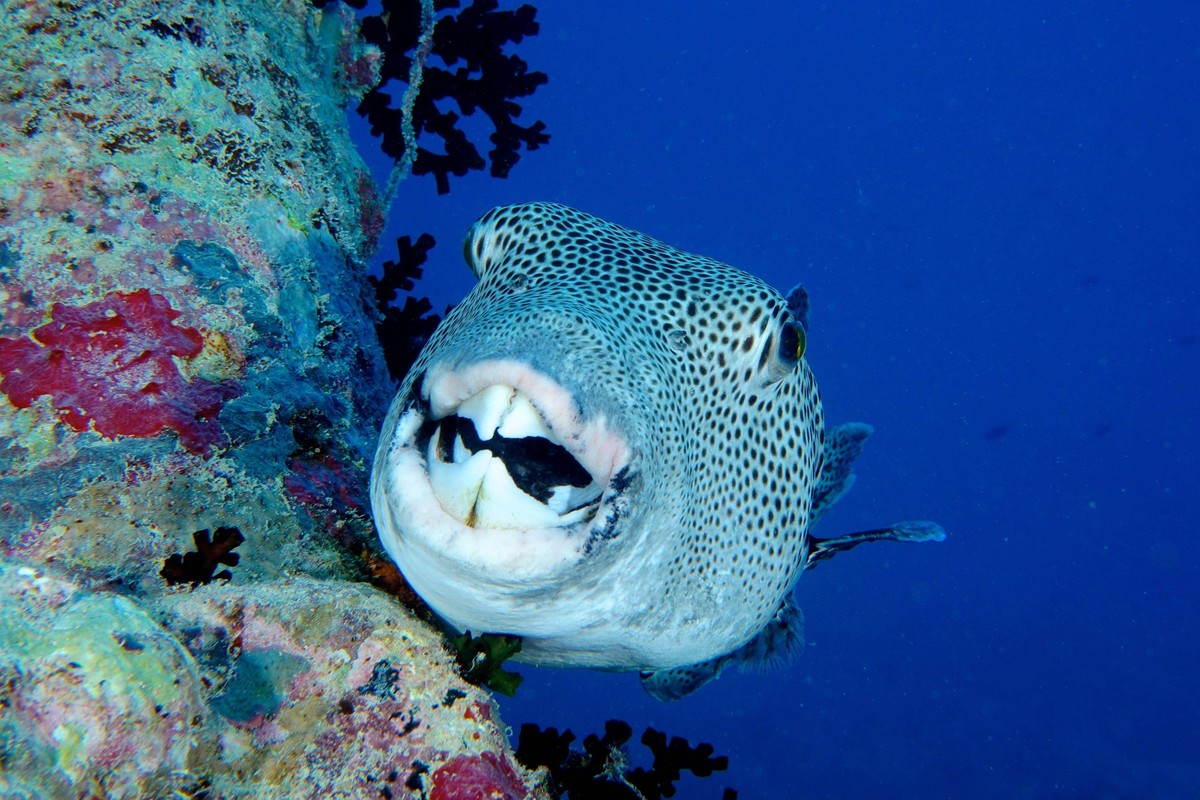 Voici le poisson-globe ou poisson-ballon: son poison est mortel.