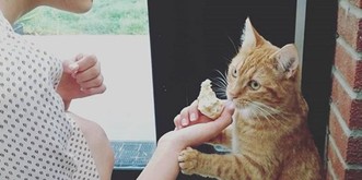 11 Gründe, warum du unbedingt einen Katzenmenschen als Freund brauchst