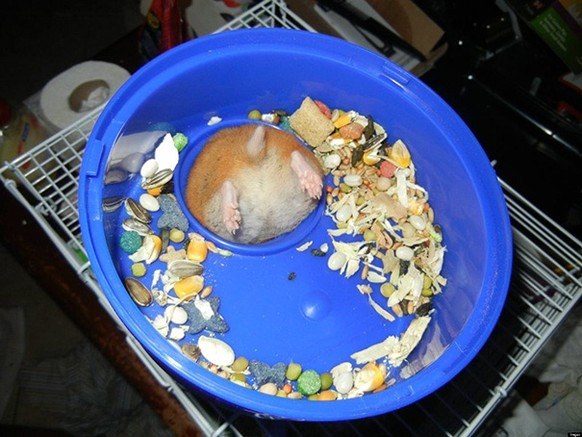 Hamster steckt fest.
http://imgur.com/gallery/WOU5i4L