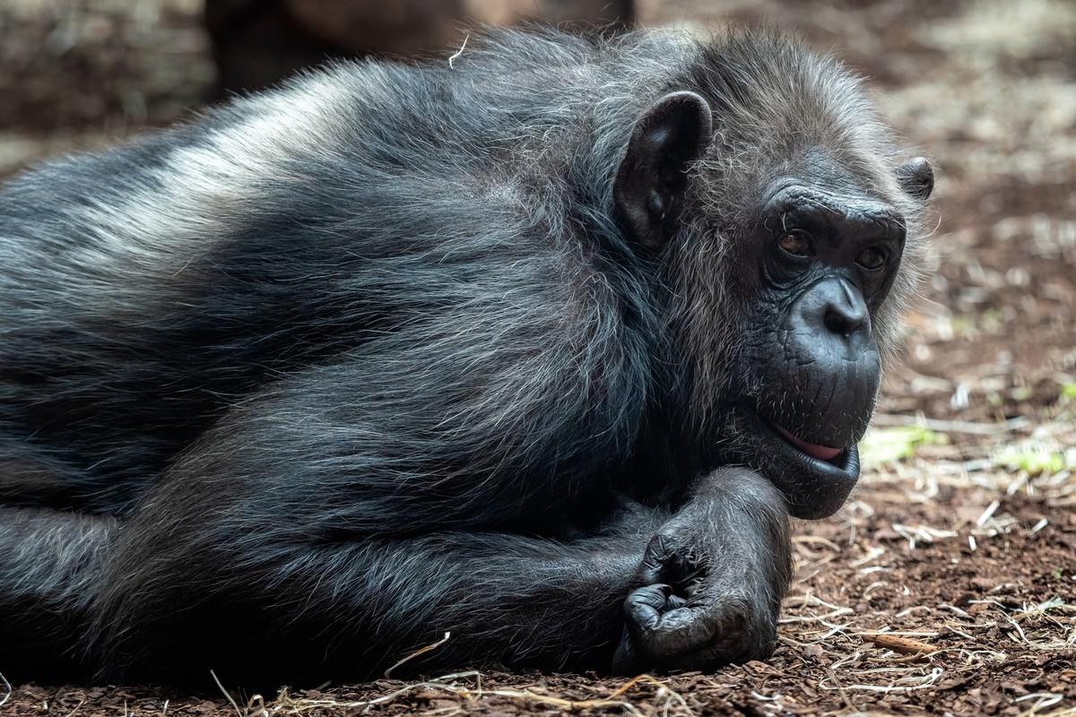 Portrait of the chimpanzee Pan Troglodytes Portrait of the chimpanzee Pan Troglodytes Copyright: xZoonar.com/LubosxChlubnyx 18712040