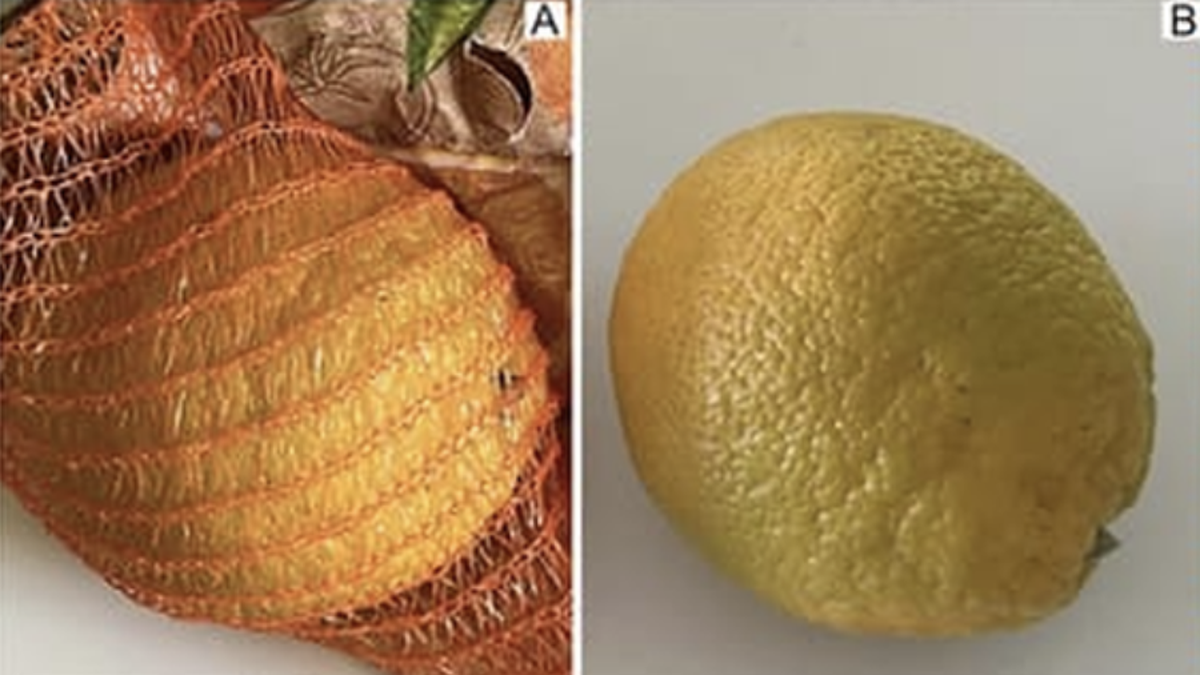 Konfetti-Illusion: Netz macht die Orange attraktiver