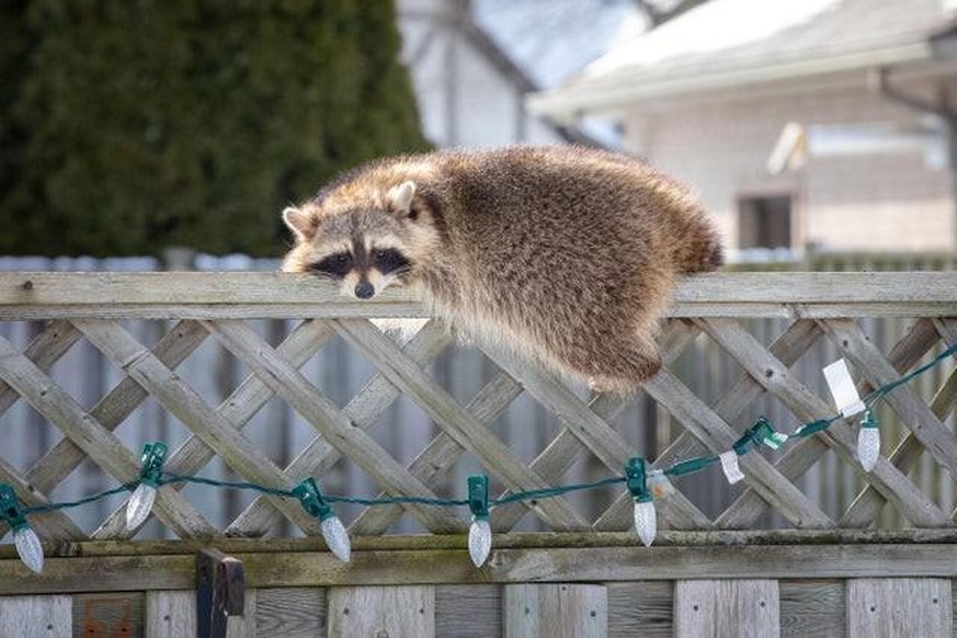 cute news animal tier waschbär

https://www.reddit.com/r/Animals/comments/sie6c0/raccoon_catching_some_sun_in_february/