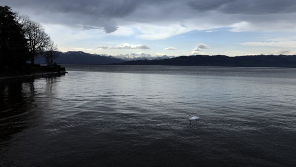 26.03.2024, Bayern, Nonnenhorn: Ein Schwan schwimmt auf dem Bodensee, w