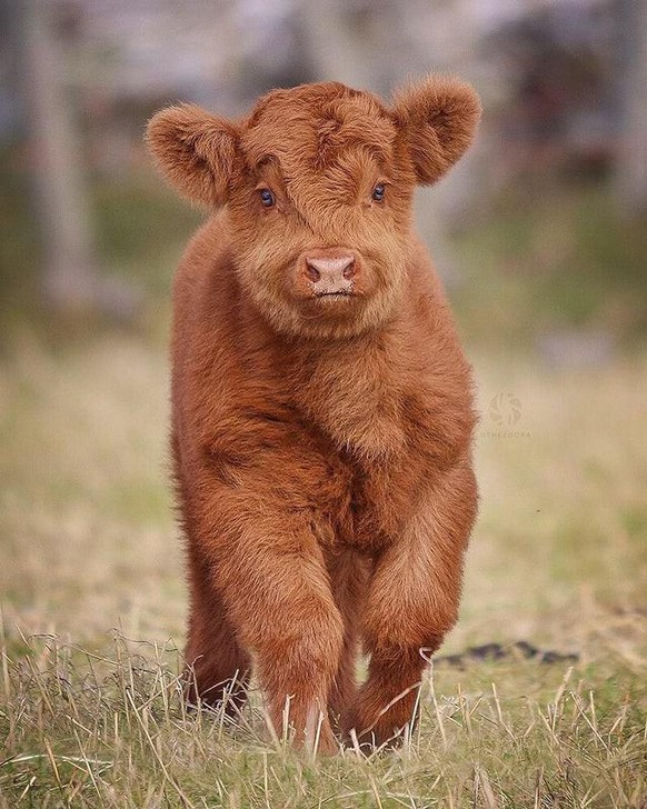 cute news animal tier kuh cow

https://www.reddit.com/r/aww/comments/rbjbp2/why_are_these_fluffy_cows_so_cute/