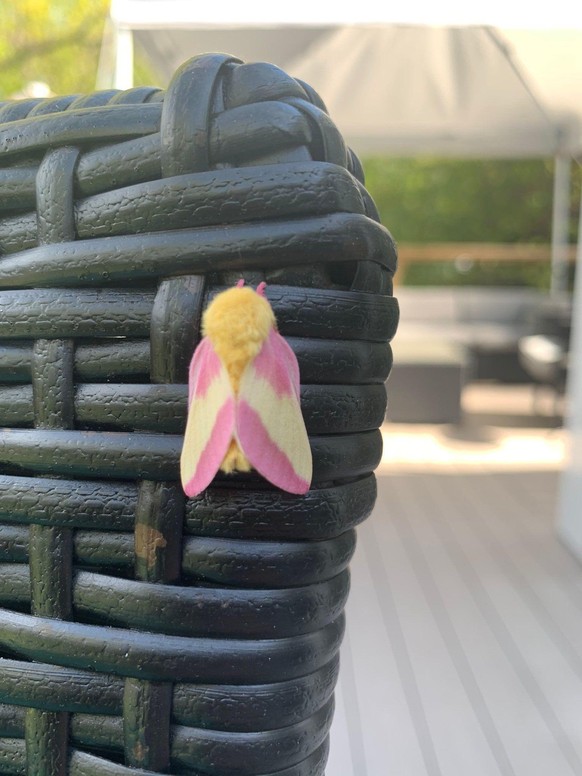 Rosy maple moth, Dryocampa rubicunda

https://www.reddit.com/r/interestingasfuck/comments/1f1qbri/a_rosy_maple_moth/