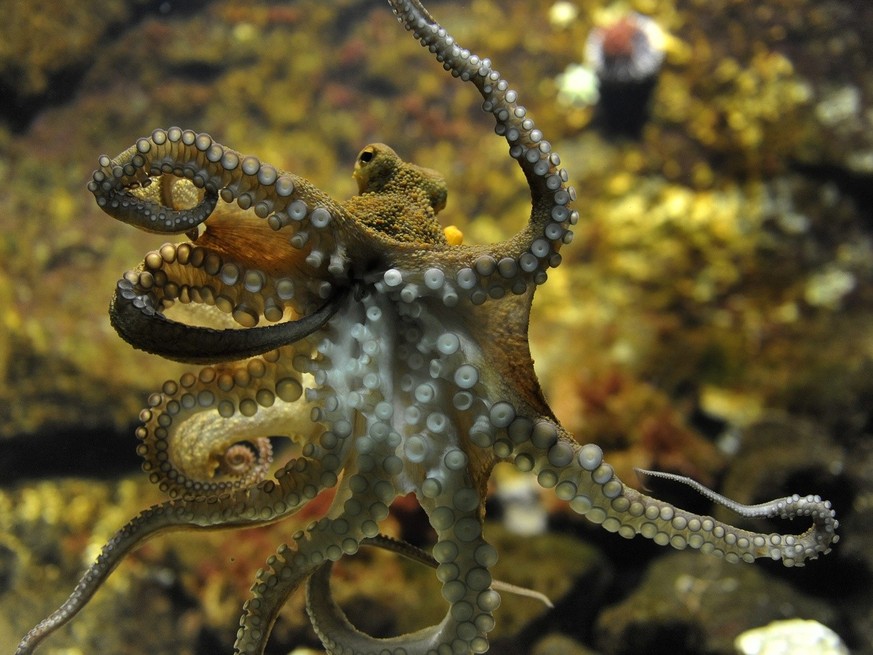 An octopus (octopus vulgaris) lingers in the Basel Zoo in Basel, Switzerland Wednesday, August 12, 2009. (KEYSTONE/Georgios Kefalas)