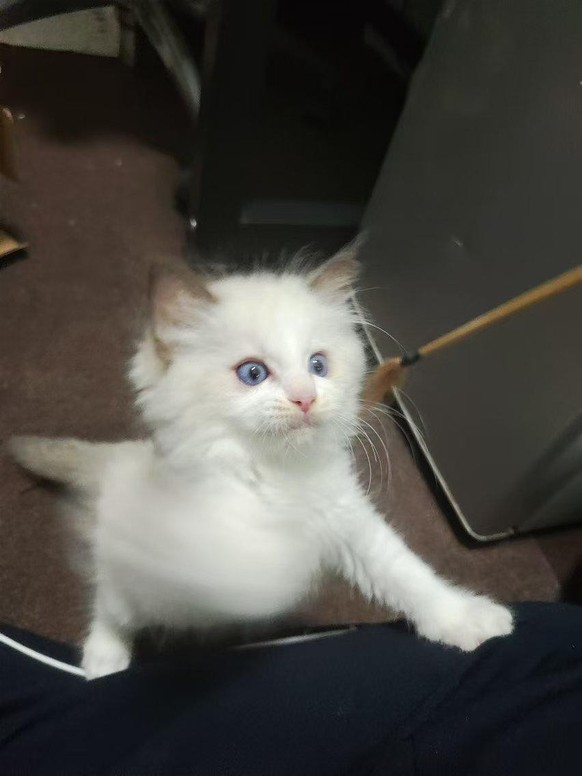cute news katze

https://www.reddit.com/r/aww/comments/1exifi3/phantom_cat_paw/