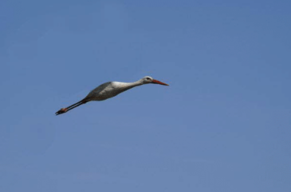 Lustige Bilder Vögel ohne Flügel
https://me.me/i/798a9dd50da3485784a53c5de998fa72