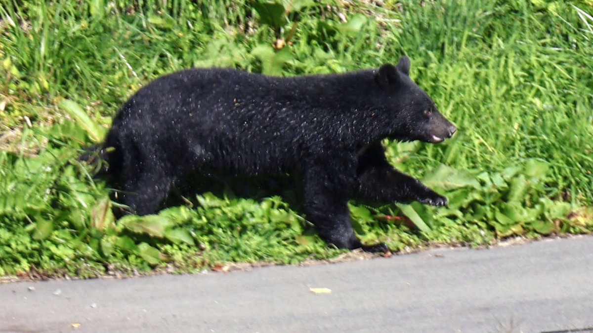 Rising bear sightings in Japan A white-chested bear runs on a riverbank in Morioka in Iwate Prefecture, northeastern Japan, on Oct. 23, 2025, amid rising bear encounters in Japan. PUBLICATIONxINxAUTxB ...
