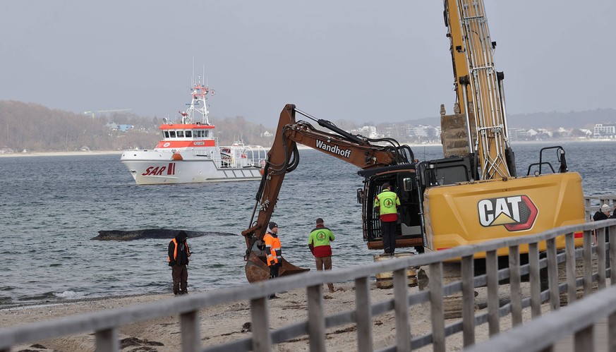 Wal, Tier,Reisen, Tourismus, urlaub, Ferien, Ostsee, Timmendorfer Strand, Luebecker Bucht, Gestrandeter Buckelwal liegt auf Sandbank vor Niendorf, Rettungsaktion, Waldrama, Bagger Timmendorfer Strand  ...