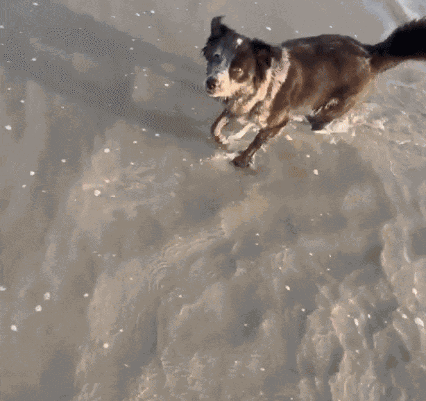 Animiertes GIF