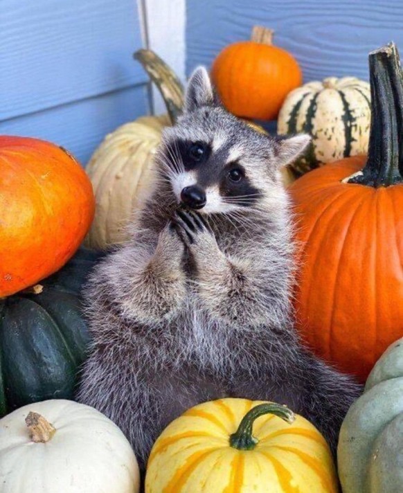 cute news tier raccoon waschbär

https://www.reddit.com/r/raccoonfanclub/comments/1n532ol/he_loves_pumpkins/
