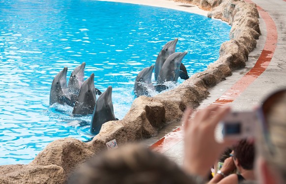 Loro park dolphin show Copyright: xKonstantinxAndrosovx/xDesignxPicsx, 30650116 PUBLICATIONxINxGERxSUIxAUTxONLY Copyright: KonstantinxAndrosovx/xDesignxPics 30650116