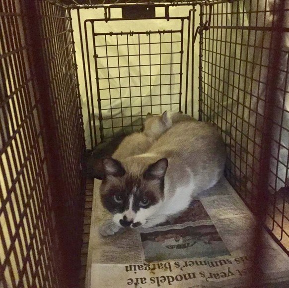 Katze Mitleidsstory
https://www.instagram.com/p/BbicATCFLjP/?taken-by=foster_kitten_tails