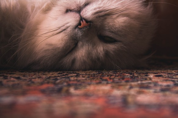 Quiz Wie Gut Kennst Du Dich Mit Katzen Aus Watson