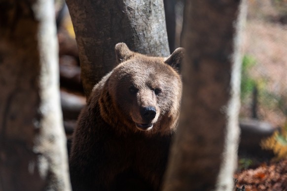 A brown bear peers through the trees inside the Arcturos bear sanctuary in Nymfaio, northern Greece, on Thursday, Oct. 30, 2025. (AP Photo/Giannis Papanikos)
Greece Wild Animals