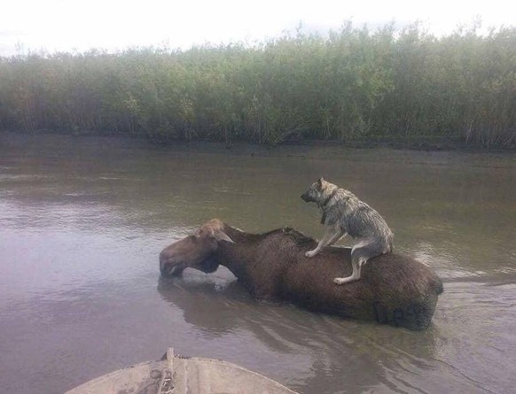 Cute News süsser Hund