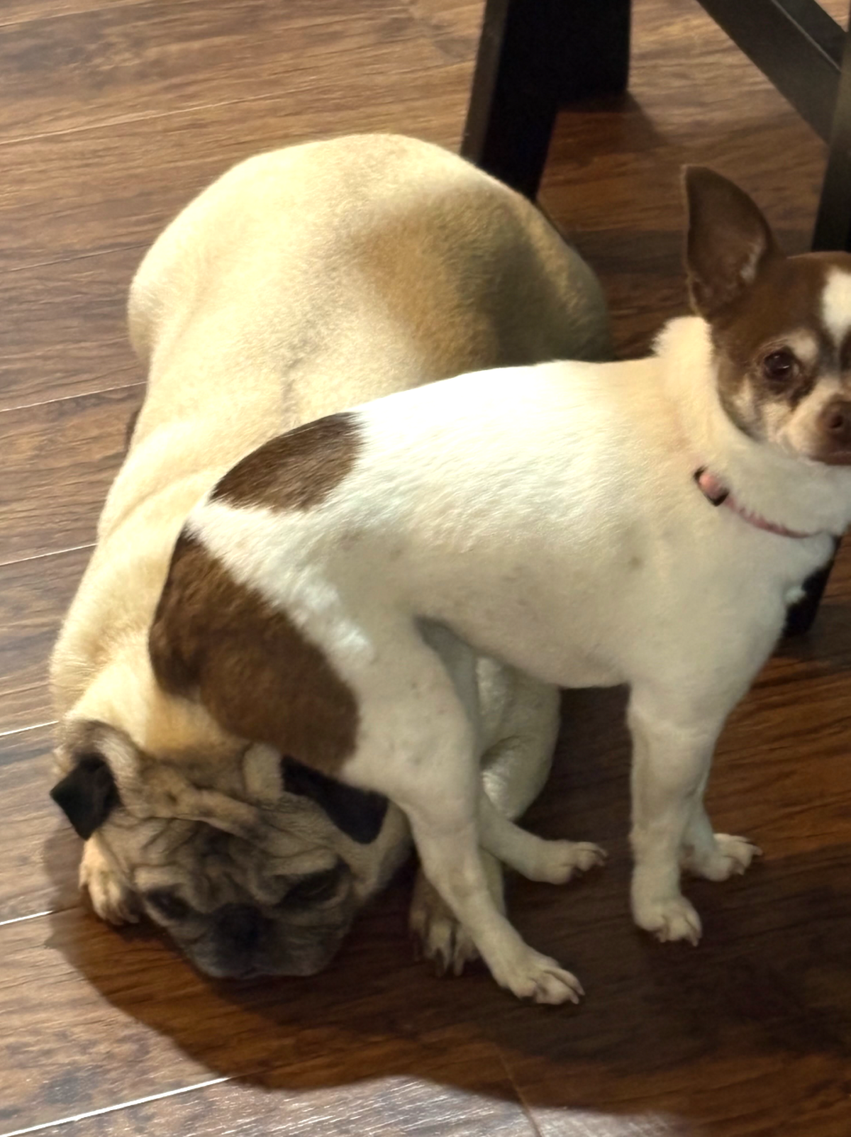 Hund sitzt auf Hund

https://www.threads.com/share/BBaEG33UNd/