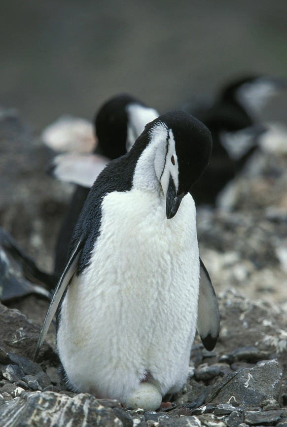 Kinnriemenpinguin, pygoscelis antarctican, adult auf seinem Ei im Nest, Antarktis, Antarktika *** Chinstrap penguin, Pygoscelis antarctican, Adult at his Egg at Nest, Antarctica, Antarctica Copyright: ...