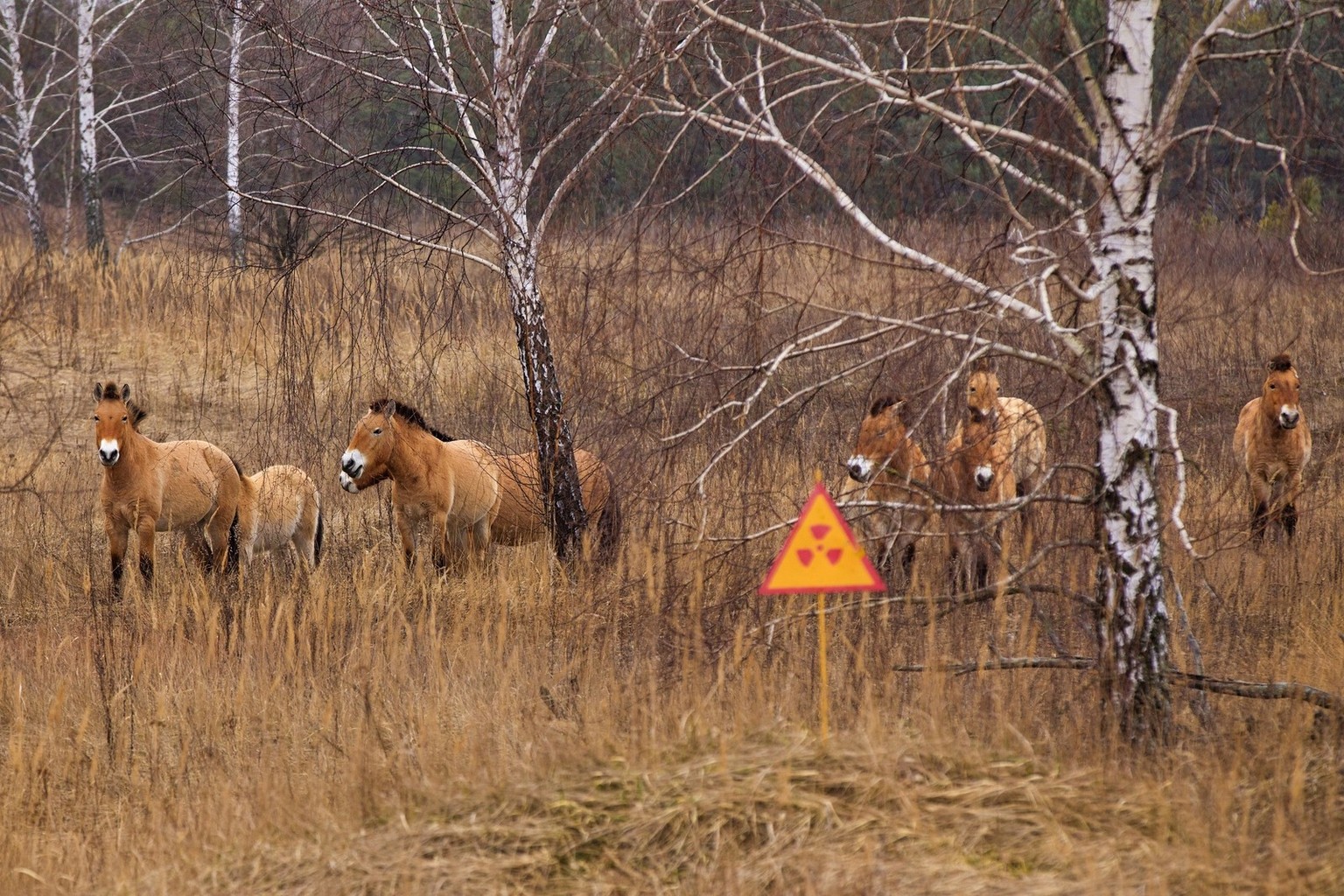 Przewalski&#039;s horse, which inhabited the Chernobyl zone. After 20 years the population has grown, and now they gallop on radioactive territories.