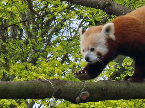 cute news animal tier roter panda

https://imgur.com/t/aww/kbIwpir