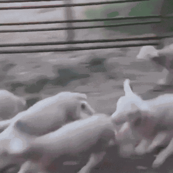 Animiertes GIF