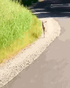 Animiertes GIF