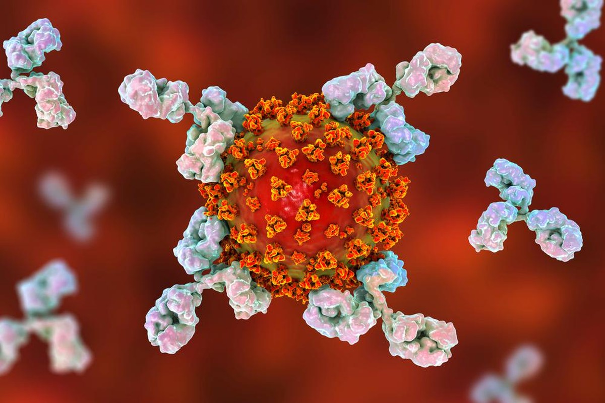 Antibodies attacking SARS-CoV-2 virus, the conceptual 3D illustration for COVID-19 treatment, diagnosis and prevention