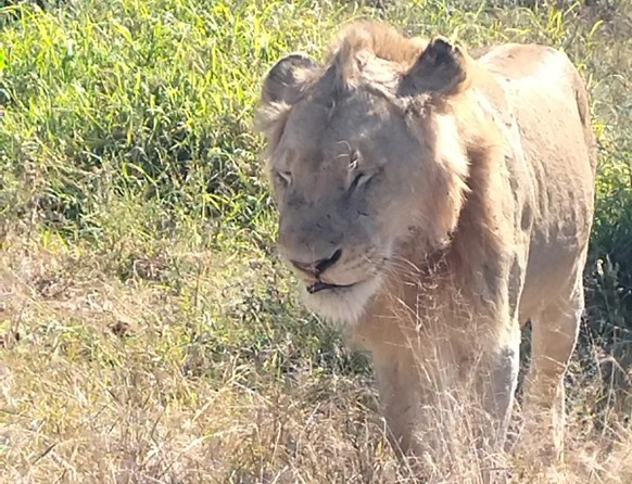 Der König der Tiere macht sich auf zur Jagd.