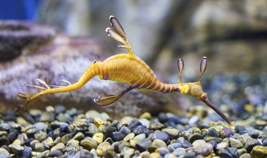 Kleiner Fetzenfisch/Seedrache