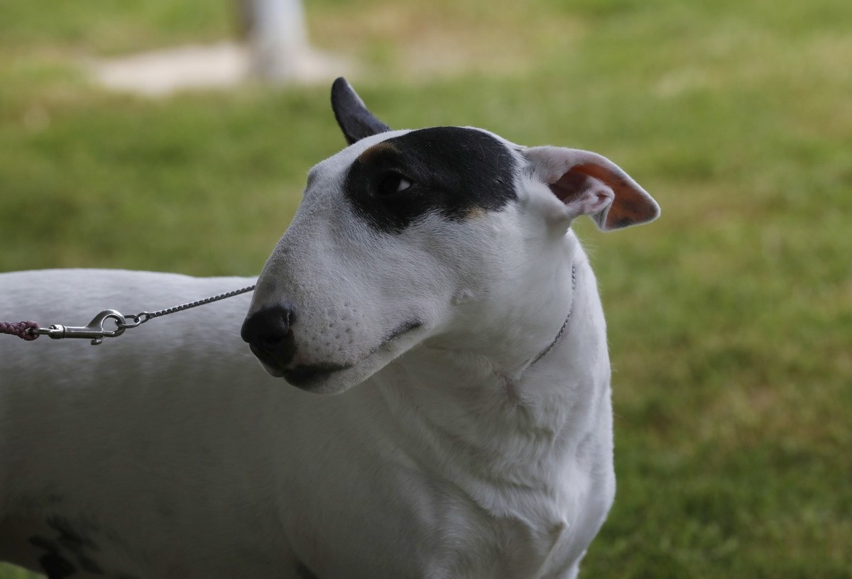 epa10026271 A miniature Bull Terrier awaits competition, during the 146th Annual Westminster Kennel Club Dog Show, at the Lyndhurst Estate, in Tarrytown, New York, USA, 21 June, 2022. EPA/Peter Foley