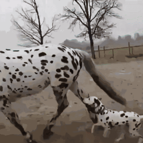Animiertes GIF
