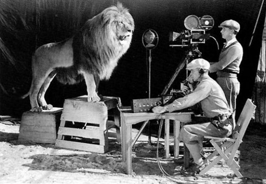 Löwe Jackie posiert in den 20er Jahren für das weltberühmte MGM-Logo. Im Gegensatz zu seinem stillen Vorgänger Slats, brüllt dieser König in die Kamera. 