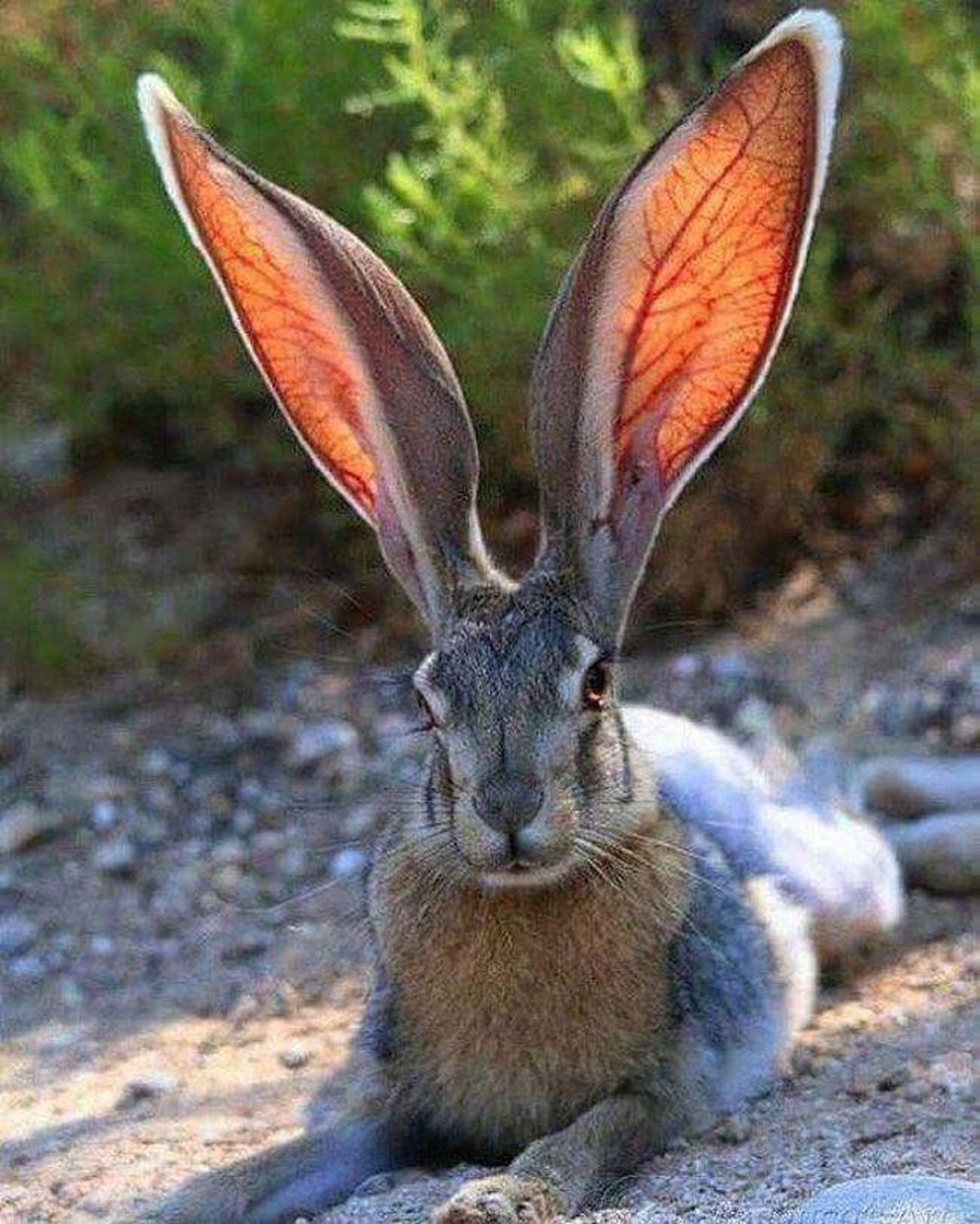 cute news tier hase

https://www.reddit.com/r/Animal/comments/1f2sa0d/i_think_he_can_hear_somethings/