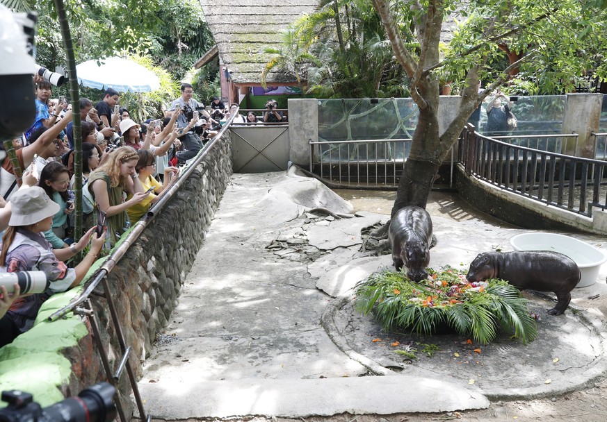 epa12228727 The world?s most famous one-year-old female pygmy hippopotamus, Moo Deng (R), and her mother Jona (L) enjoy a cake made of various fruits and plants to celebrate Moo Deng?s first birthday  ...