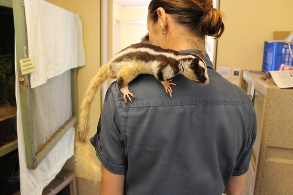 Grosser Streifenbeutler (Dactylopsila trivirgata) 

https://www.reddit.com/r/AIDKE/comments/1vs0jbq/indonesian_striped_possum_dactylopsila_trivirgata/